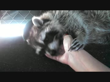 アライグマのモフり方