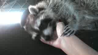 アライグマのモフり方