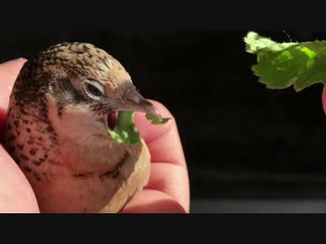 【うずら動画】面白い写真を撮る！【パート２】