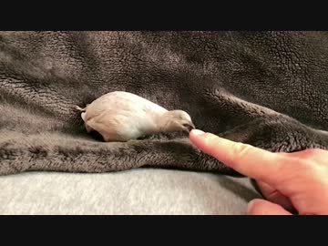 【うずら動画】４号ちゃんの攻撃（1/8スロー）【パート１】