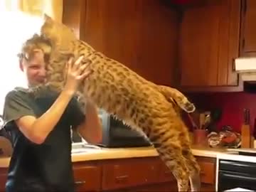 甘えん坊なボブキャットの全力スリスリ