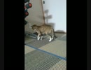左肩が弱い男と右後ろ脚が弱い猫の日常＃１