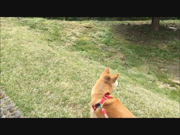 春のお散歩♪