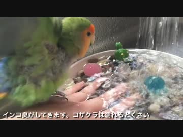 おそるおそる水浴びを楽しむインコ
