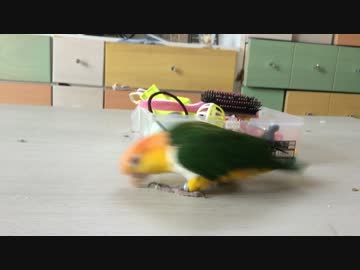 まわるシロハラインコ２