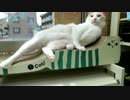 爪とぎの上でうねうねする猫