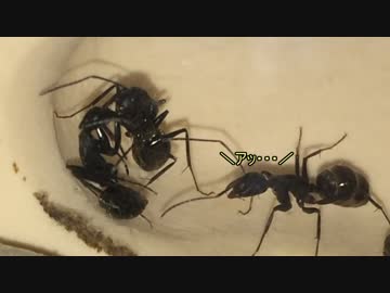 蟻戦争＃109 クロヤマ族、ついに繭蛹が誕生！