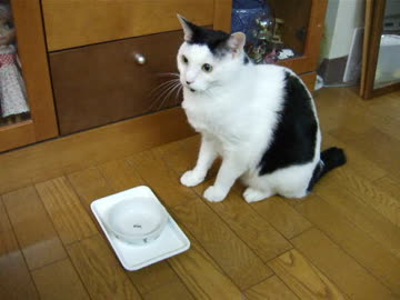 牛猫さん、お食事前の「お手」
