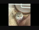 そぼろ日記⑩