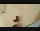 Shiba Inu Puppies Chase a Laser!  レーザーを追う柴犬犬 !