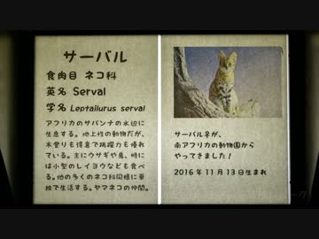 ボール遊びをするサーバルを眺めるだけの動画（のんほいパーク）