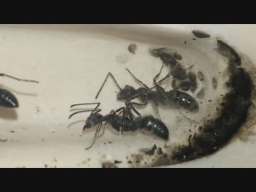 蟻戦争＃110 アリの巣にはトイレがある？