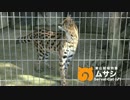 【東山動植物園】＃今日のサーバルキャット 3月まとめ