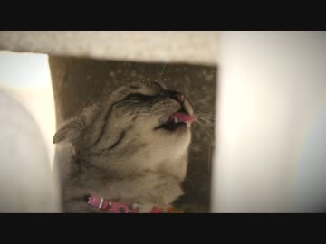 落ちる水滴をペロペロ飲もうとするニャンコ