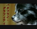 【飼い主が踊ってみた】バタフライ・グラフィティ【古都胡椒】