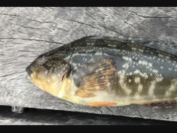 釣り動画ロマンを求めて　43釣目（東扇島西公園）