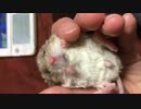 手の上ですやすや眠るマカロニマウス