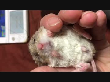 手の上ですやすや眠るマカロニマウス
