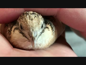 【うずら動画】ヒメウズラをぺったんこにしてみた【パート６】