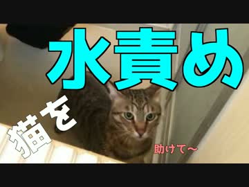 【風呂に入ってきたので】猫を水責めしてみた！！【助けて～～～～】