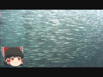 ゆっくりれいむのアクア放浪記　#22　姫路市立水族館