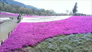 どこかの芝桜