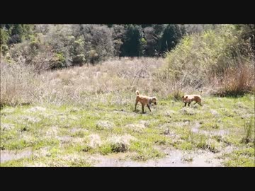一眼レフカメラを持って猟犬と山を散歩してみる