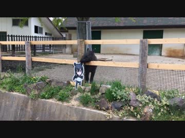 マレーバクとマレーバクちゃん【東武動物公園コラボ】