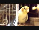 寝る前に発表会をするオカメインコ