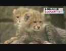 【けもフレ】しんざきおにいさんがTVに登場！