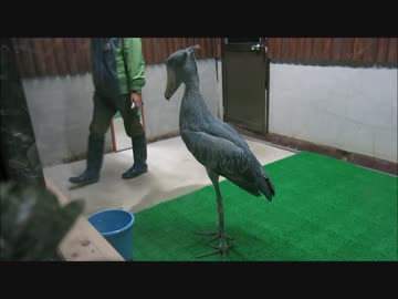 ハシビロコウの帰宅