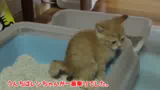 保護猫レンちゃんはじめてのうんちです。プリっと一発かまします。