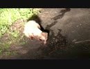 遂にチュパカブラを発見
