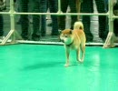 【初めての】ちょっとペット王国行ってみた。【うｐテスト】