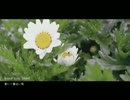 【26桶】春に一番近い街【歌ってみた】