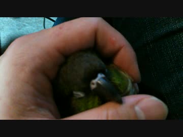 ホールドちーちゃん2017春