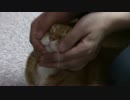 拾いねこ＠生後1752/1719日目　足好き(*´･ω･)(･ω･｀*)ﾈｰ