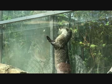 プールでジャグリングするコツメカワウソ