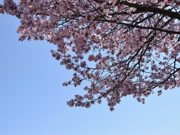 【ゆっくり】徒歩で日本一周part49【花巻→盛岡】