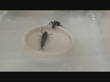 蟻戦争＃111 アリの川エビ釣り編