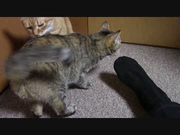 拾いねこ＠生後1753/1720日目　今日は一人撮影。