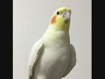 媚びないインコ