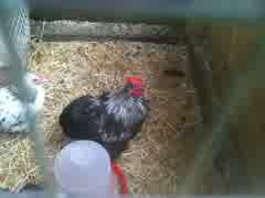 My Pekin Cockerel Crowing for The First Time. - YouTube