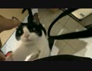 お久しぶりです、2秒でにゃんこ。