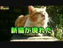新猫が現れた
