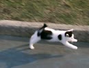 牛猫ダッシュ