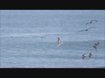 海上ギリギリで滑空するペリカンが凄すぎる