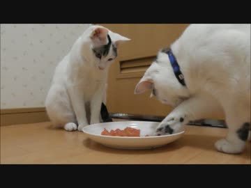 【後編】初めて猫にトマトを与えた時の反応（ドキュメンタリー風）