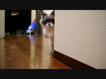 ボールあそびにゃん！