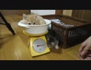 保護猫ちゃんズ、はじめての体重測定！